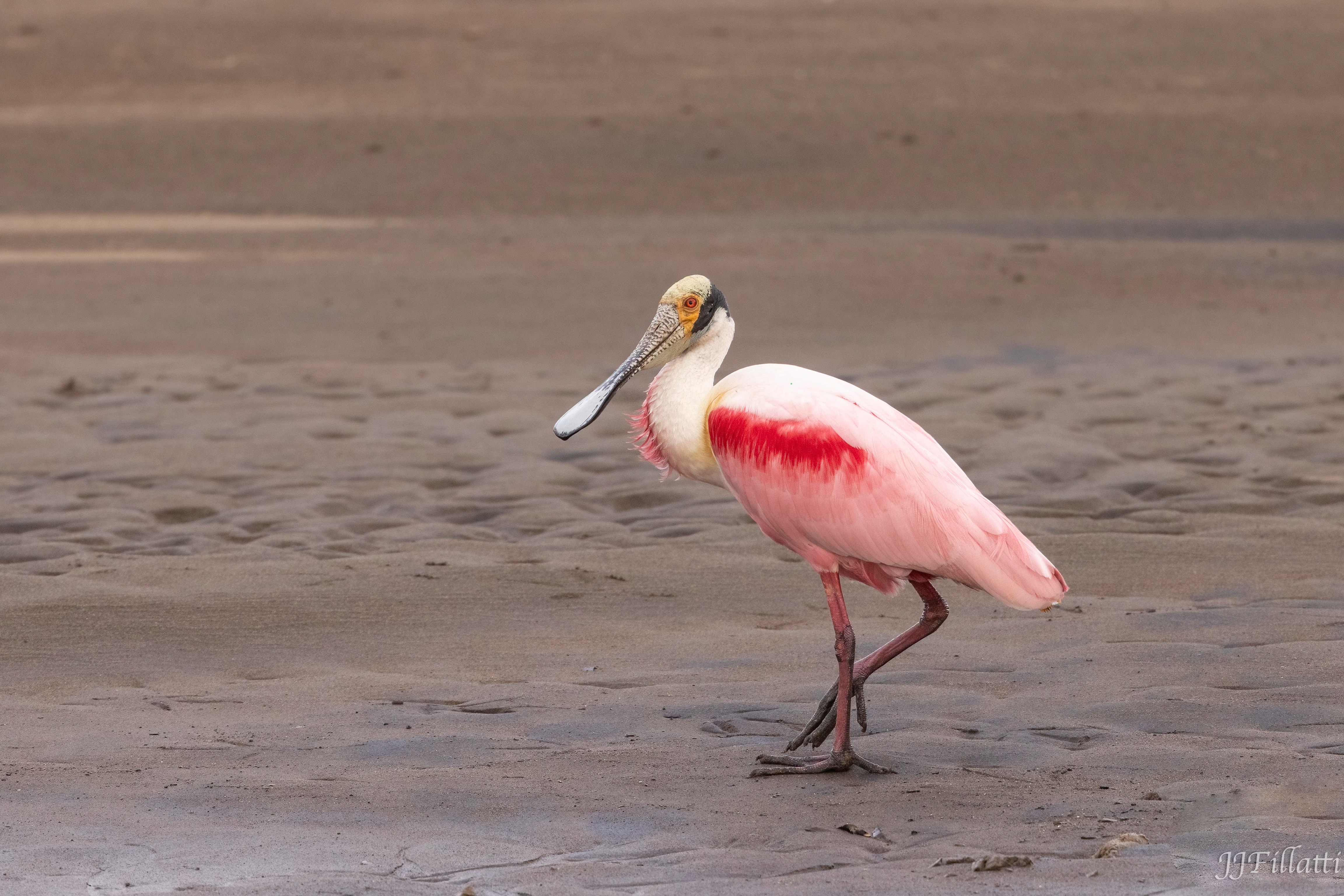 bird of Costa Rica image 46